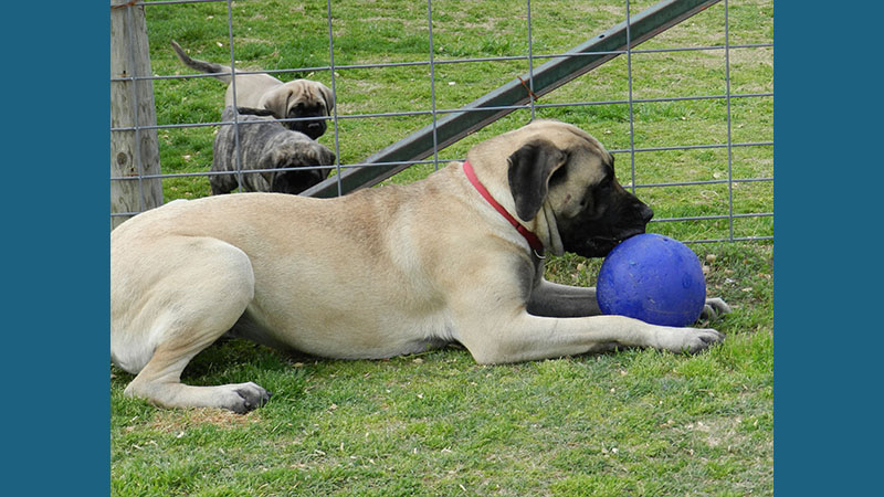 Mastiff 10