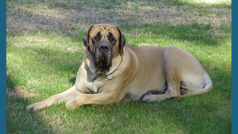 Mastiff 6