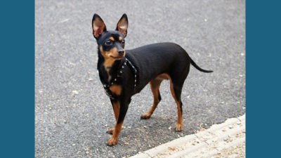 Miniature Pinscher 1