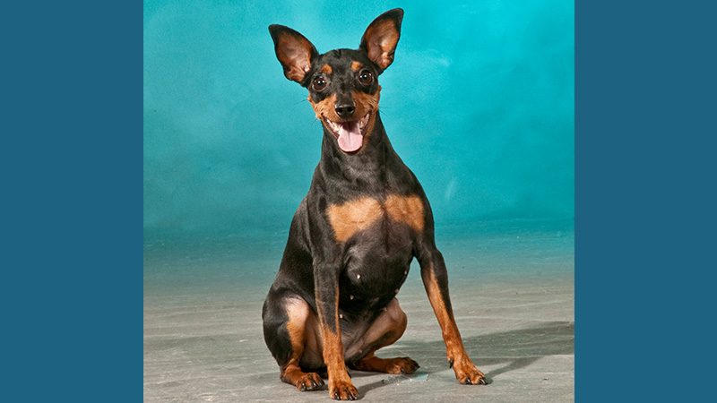 Miniature Pinscher 2