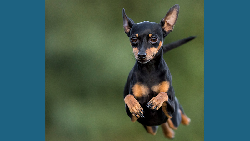 Miniature Pinscher 3