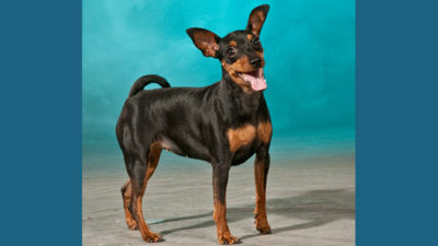 Miniature Pinscher 4