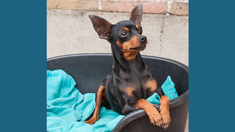 Miniature Pinscher 5