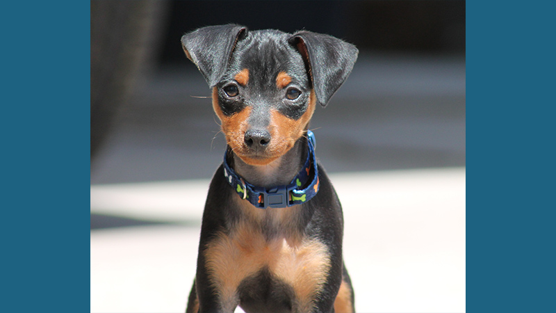 Miniature Pinscher 6