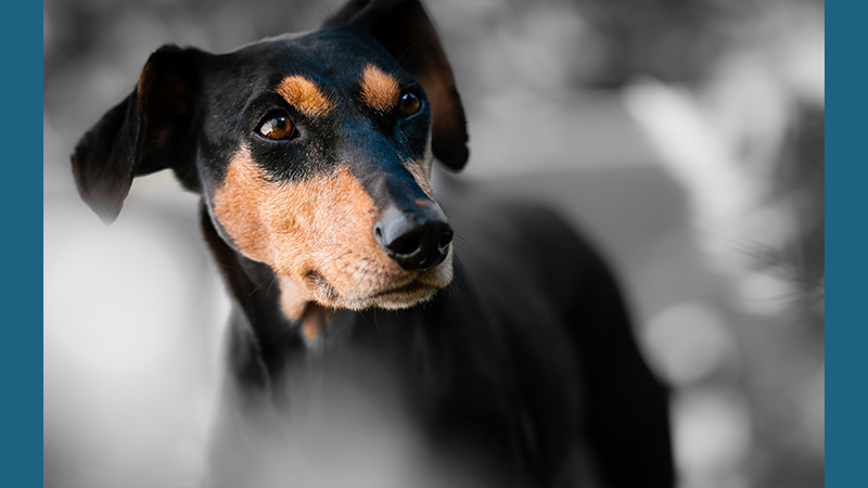 Miniature Pinscher 7