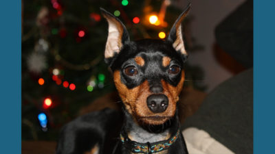 Miniature Pinscher 8