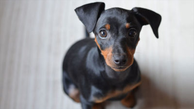 Miniature Pinscher 9