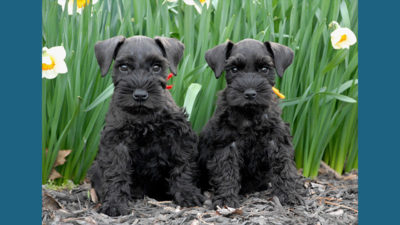 Miniature Schnauzer 1