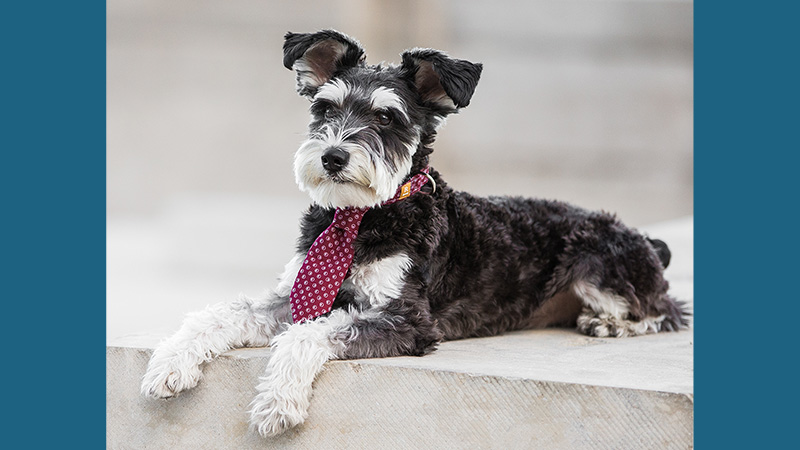 Miniature Schnauzer 10