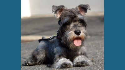 Miniature Schnauzer 11