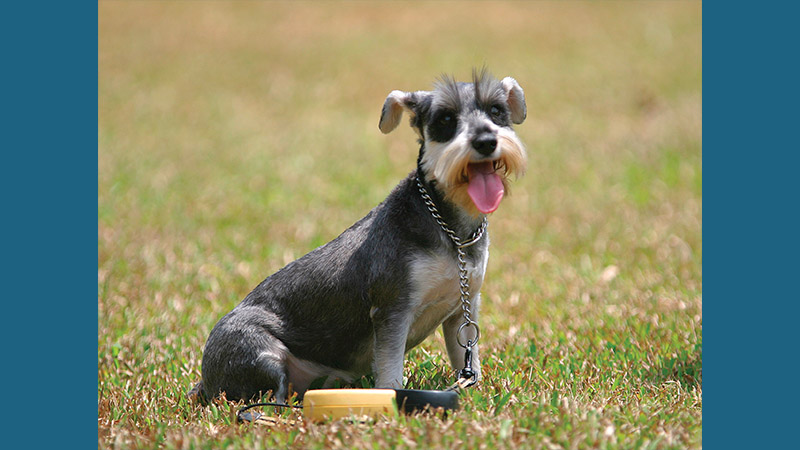 Miniature Schnauzer 12