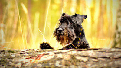 Miniature Schnauzer 13