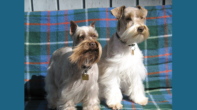 Miniature Schnauzer 14