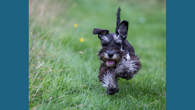 Miniature Schnauzer 15