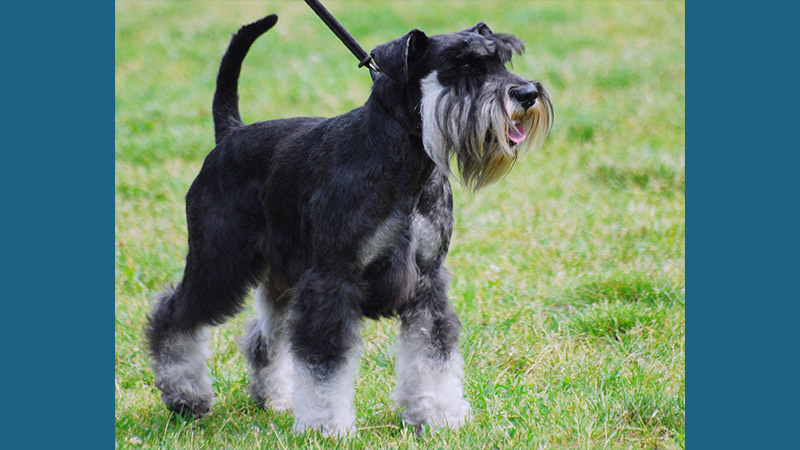 Miniature Schnauzer 2