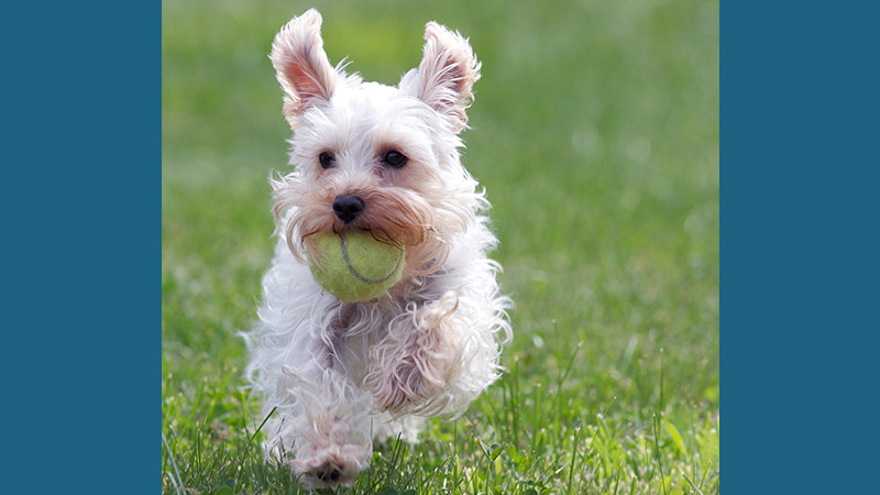 Miniature Schnauzer 4