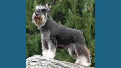 Miniature Schnauzer 6