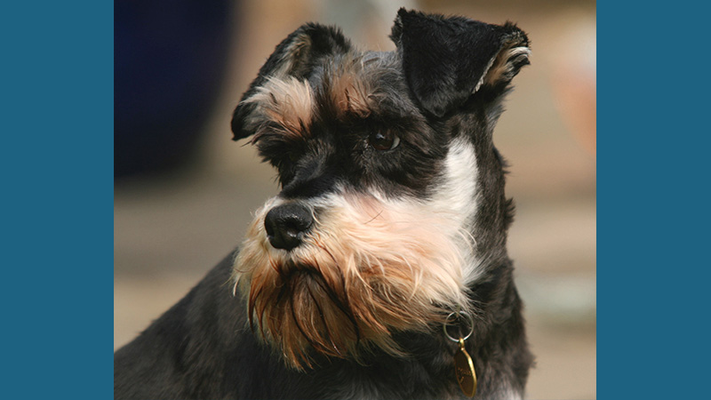 Miniature Schnauzer 7