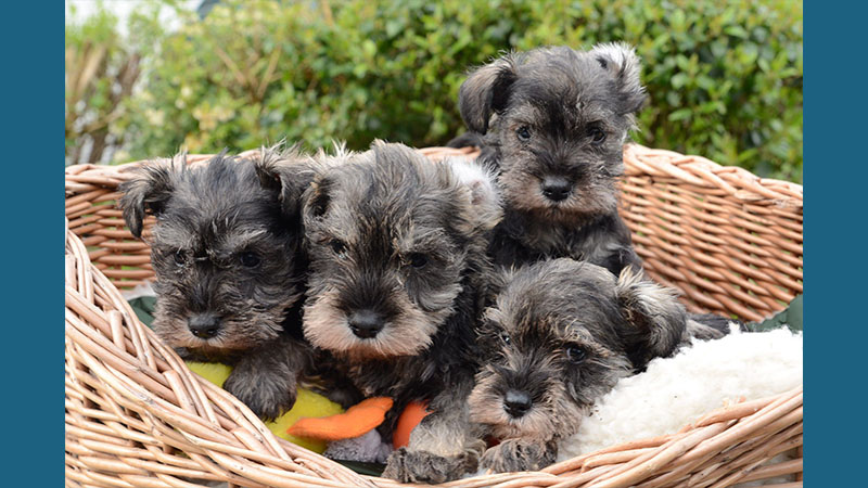 Miniature Schnauzer 8