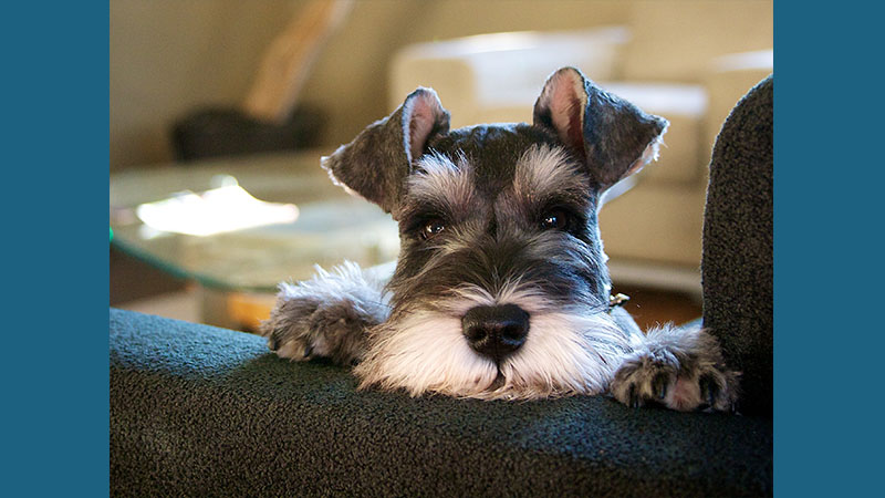 Miniature Schnauzer 9