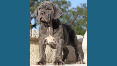 Neapolitan Mastiff 1