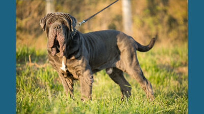 Neapolitan Mastiff 10