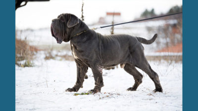 Neapolitan Mastiff 11