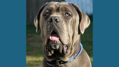 Neapolitan Mastiff 2