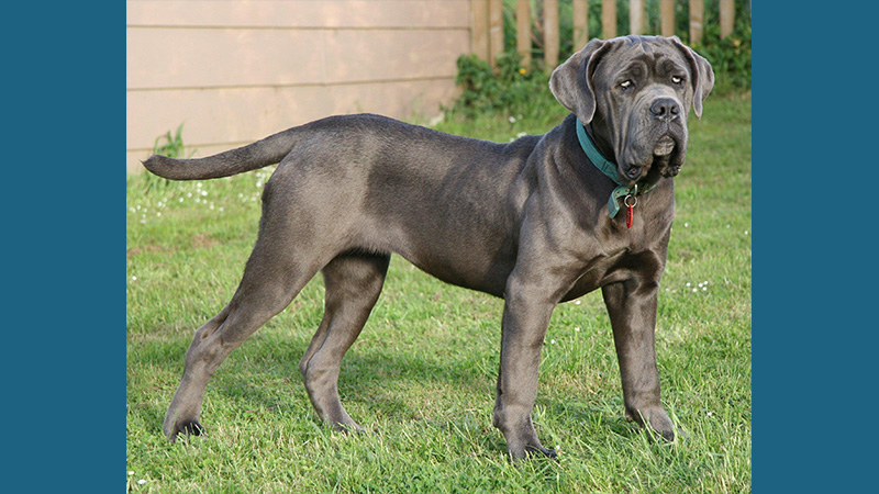 Neapolitan Mastiff 3