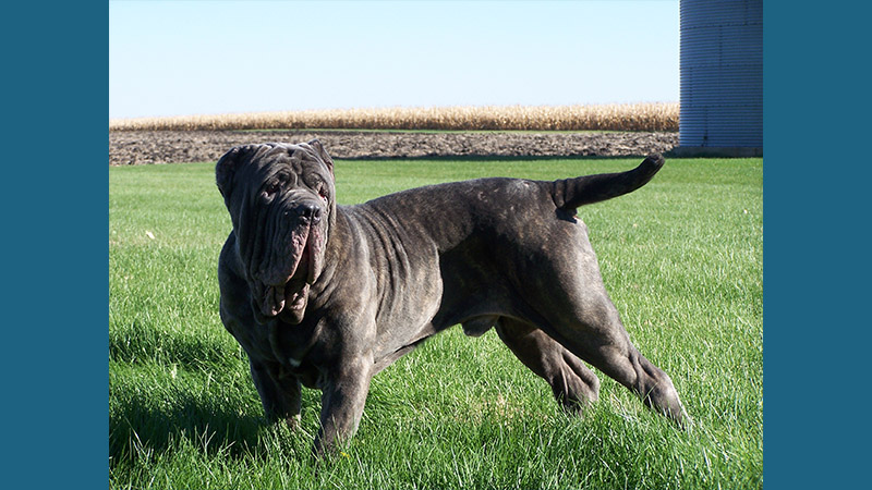 Neapolitan Mastiff 4