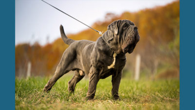 Neapolitan Mastiff 5