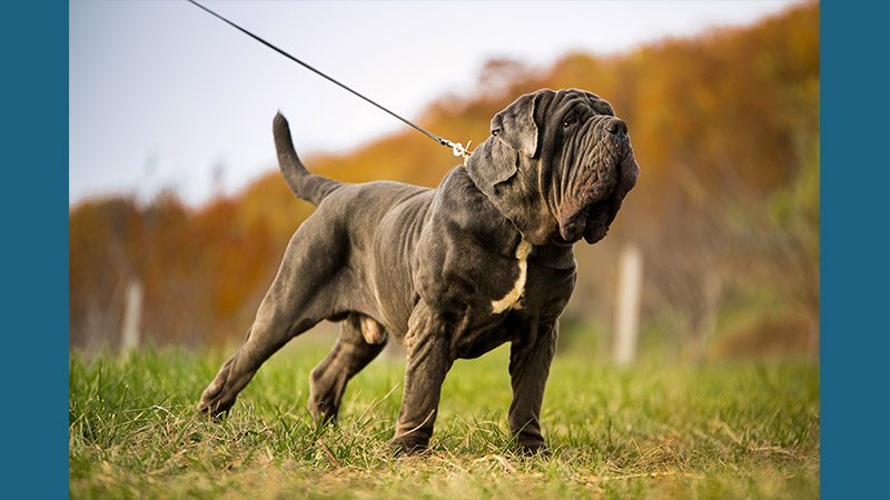 Neapolitan Mastiff 5