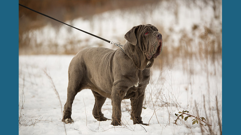 Neapolitan Mastiff 6