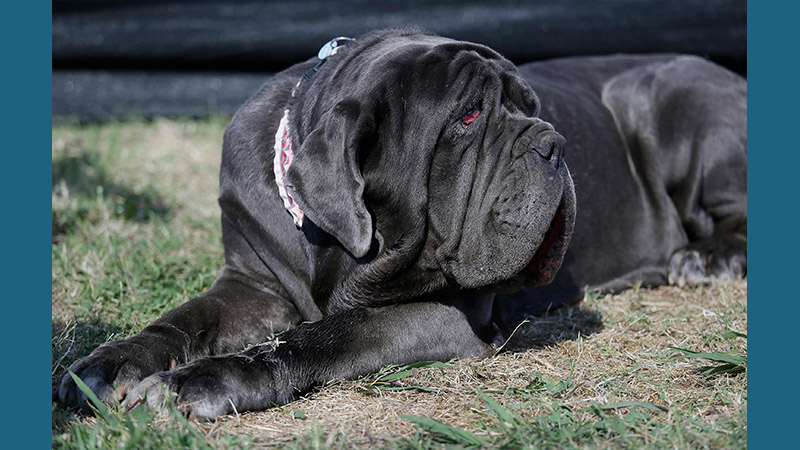 Neapolitan Mastiff 7