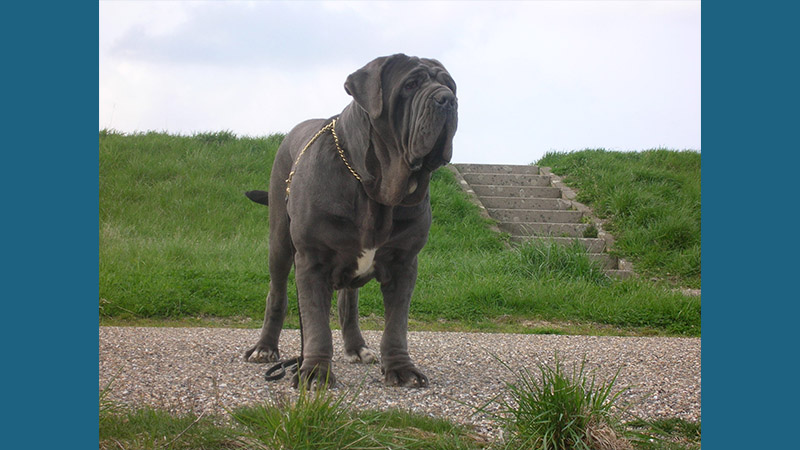 Neapolitan Mastiff 8