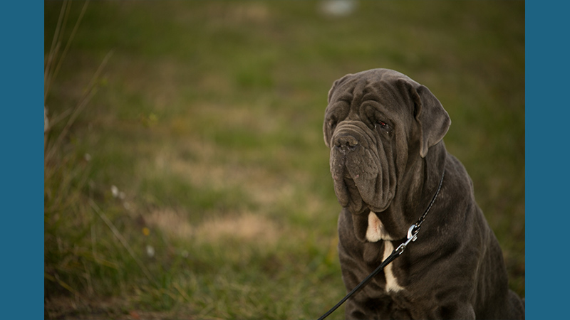 Neapolitan Mastiff 9