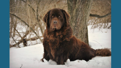 Newfoundland 1