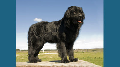 Newfoundland 11