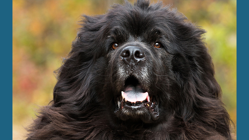 Newfoundland 12