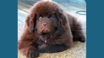 Newfoundland 3