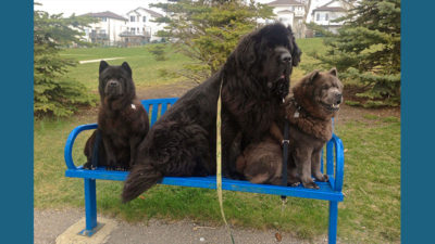 Newfoundland 5