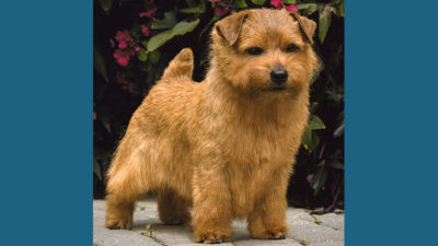 Norfolk Terrier 1