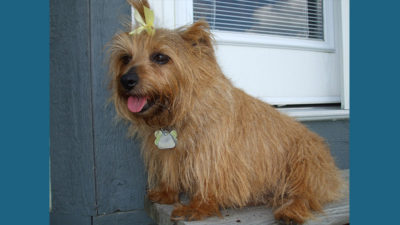 Norfolk Terrier 10