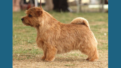 Norfolk Terrier 2