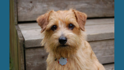 Norfolk Terrier 3