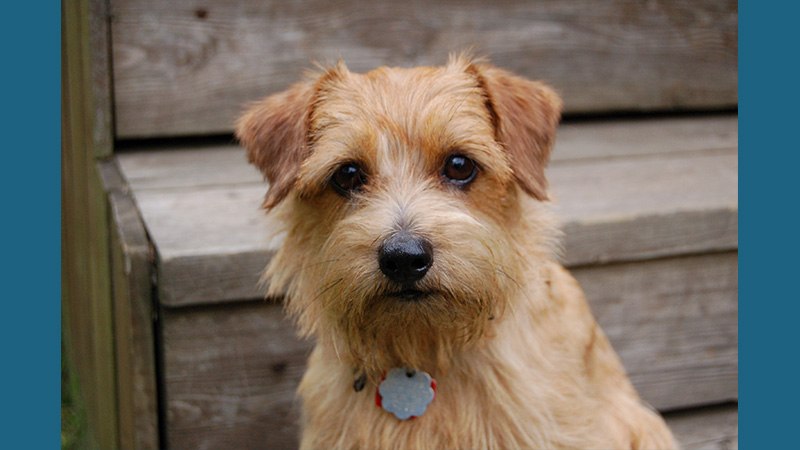 Norfolk Terrier 3