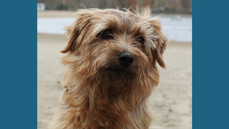 Norfolk Terrier 4