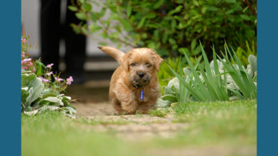 Norfolk Terrier 5