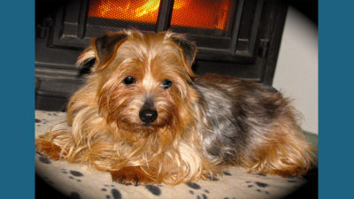 Norfolk Terrier 6