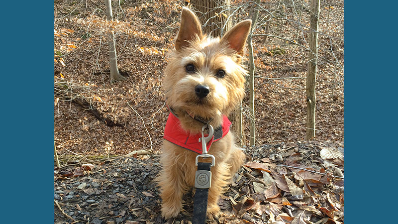 Norfolk Terrier 7